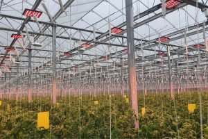 tomatoes greenhouse